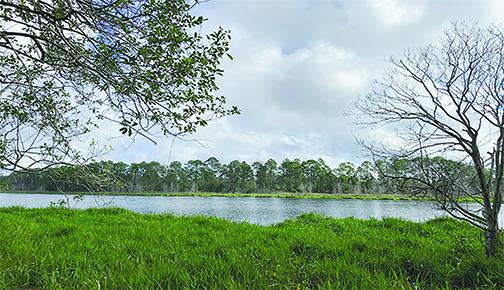 This and other portions of land in Welaka State Forest have been donated to the North Florida Land Trust.