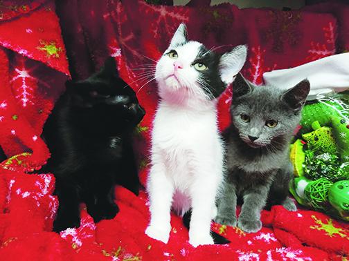 Kittens sit in front of a Christmas blanket at Putnam County Animal Control in Palatka.