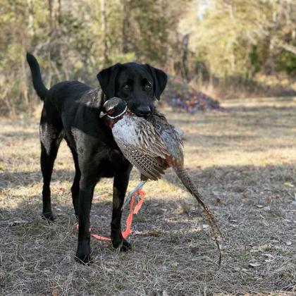 Zeus is the resident pheasant retriever at Roberts Ranch in Palatka.