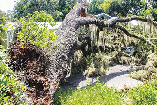 Half the trunk and a series of branches from a split oak tree rest atop a white Cadillac on Friday morning in Palatka after falling around 3:30 a.m.