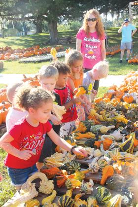 McKenzie Wickler, front, and her prekindergarten classmates at Round Lake Academy look through the variety of gourds available at the Pumpkin Patch in Palatka during a field trip Thursday.