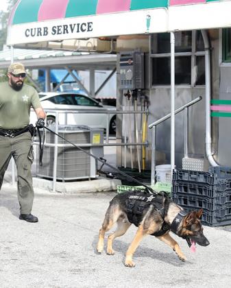 Putnam County Sheriff’s Office Deputy James Sharp and K-9 Jaegar follow a scent past Angel’s Dining Car in downtown Palatka. The scent Jaegar was tracking was more than 16 hours old. 