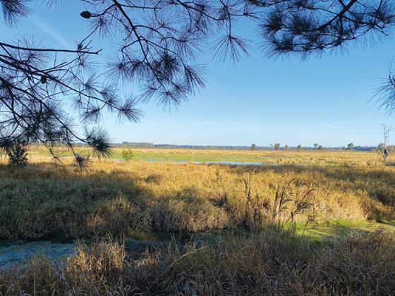 Pictured is a portion of the 428 acres of Putnam County land the North Florida Land Trust secured for conservation.