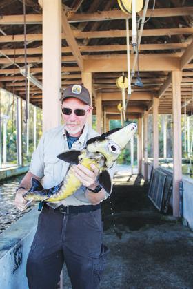 Tony Brady, deputy project manager at the Welaka National Fish Hatchery, grips an Atlantic sturgeon Tuesday.