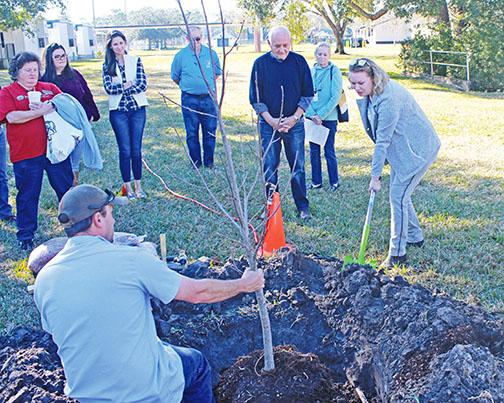 A tree is planted at St. Johns River State College during a previous Arbor Day celebration in Palatka.