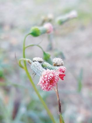 A red tassel flower in the Point of Woods subdivision in Palatka is covered in frost on Monday morning.