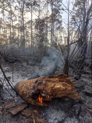 Flames dance on a log in the Ocala National Forest following Wednesday's prescribed burn.
