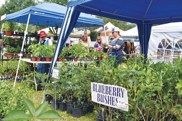 BRANDON D. OLIVER/Palatka Daily News People at Saturday’s Bostwick Blueberry Festival peruse vendor tents as they search for blueberry bushes and other plants to take home.