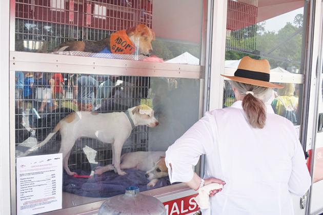 BRANDON D. OLIVER/Palatka Daily News A festival attendee stops at the Saving Animals From Euthanasia Pet Rescue truck to view some of the dogs the organization has up for adoption.