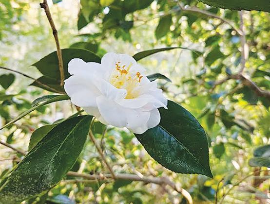 BRANDON D. OLIVER/Palatka Daily – News A flower blooms on one of the magnolia trees at Ravine Gardens State Park in Palatka.