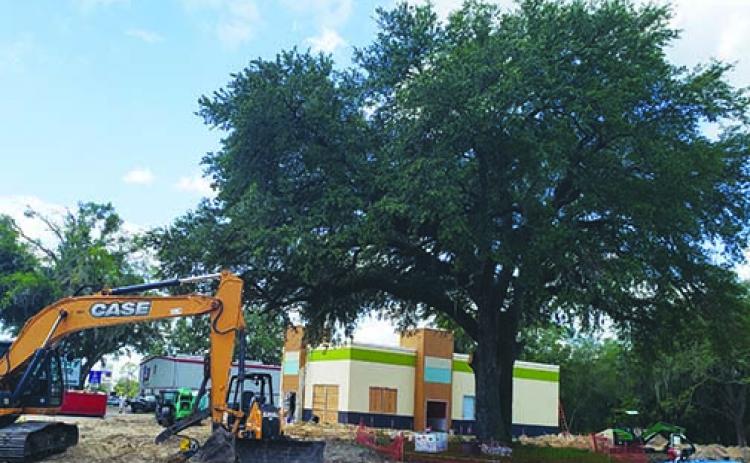 Construction continues Thursday on the new Captain D’s on State Road 19, with the restaurant in the background behind a live oak tree that will remain on the property.