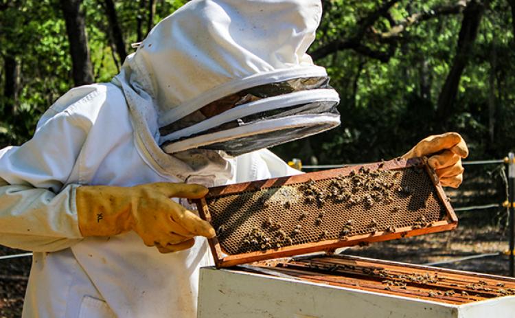 Florahome resident and bee enthusiast Ray Merrill returns a frame of his honeybees to their hive after showing how the bees work together.