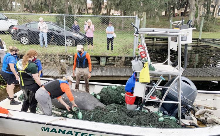 A crowd gathers to watch members of multiple agencies remove a manatee suffering from coldwater lesions from the St. Johns River in February. Both of the two manatees pulled from the river survived.. Palatka Daily News file
