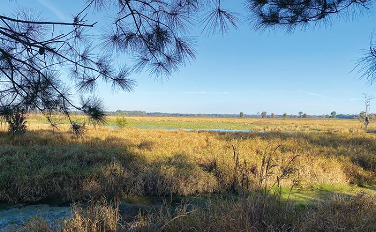 Pictured is a portion of the 428 acres of Putnam County land the North Florida Land Trust secured for conservation.