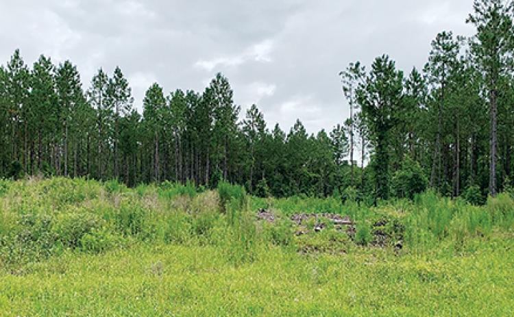 Pictured is the land the North Florida Land Trust has acquired for preservations purposes.