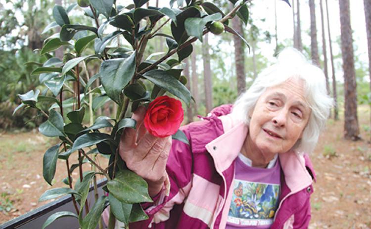 Jean Giesel – the treasurer of the Melrose Library Association, the group hosting the Camellia Plant Sale – holds one of the flowers as she prepares for the event, which takes place Saturday. 