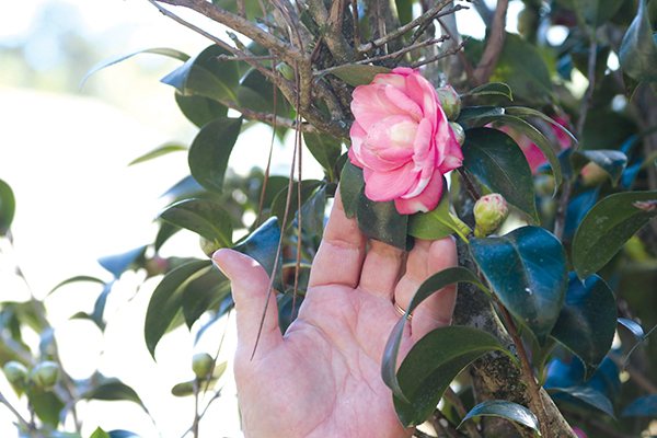 TRISHA MURPHY/Palatka Daily News – Walkup takes a closer look at some of the camellias in bloom at the home.
