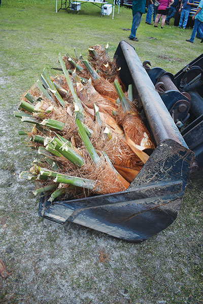 BRANDON D. OLIVER/Palatka Daily News – Numerous palmettos are situated in a back-end loader before being stripped and loaded Wednesday in Bunnell.