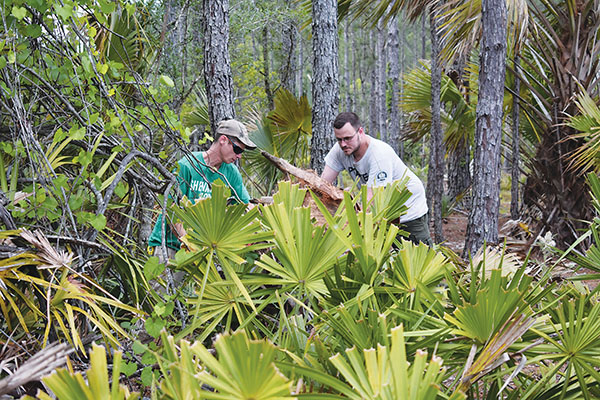 BRANDON D. OLIVER/Palatka Daily News – Two volunteers chop down a palmetto in Bunnell to collect heart of palm for swamp cabbage, which will be served Saturday at the Crescent City Catfish Festival.