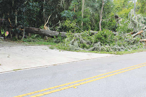 MARY KAYE WELLS/Palatka Daily News – A large oak tree lies on the side of West River Road in Palatka after previously blocking traffic.