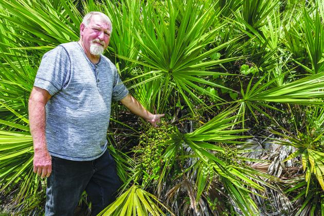 Randy Cumbo picks out some of the berries on this palmetto palm tree.