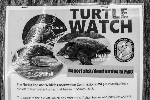 The state Fish and Wildlife Conservation Commission has posted signs along local waterways warning people of ill and dying turtles.
