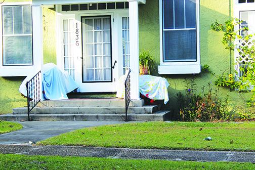 Palatka residents cover plants in anticipation of a freeze.
