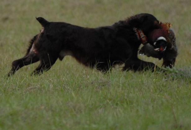 Finn, a Boykin Spaniel returns to his station with a pheasant. (GREG WALKER / Special To The Daily News)