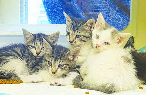  Kittens mew in their cages Monday at Putnam County Animal Control. 