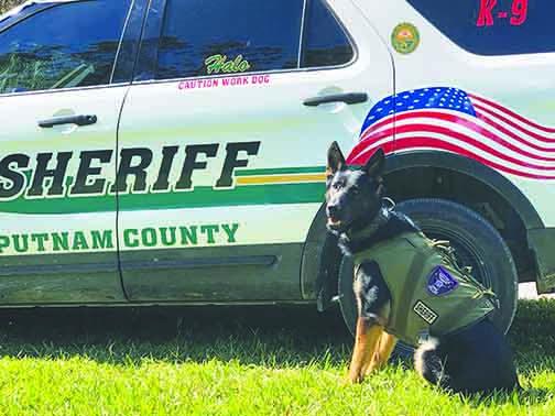 K-9 Deputy Halo sits next to a Putnam County Sheriff’s Office vehicle after he and his human counterparts subdue a man suspected of driving erratically in a stolen video.