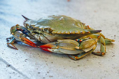 People hoping to attend the Blue Crab Festival must wait until next year.