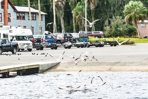 Trucks carrying boat hitches line a boat ramp parking lot at the Palatka riverfront three days before the Bassmaster Elite Series begins.