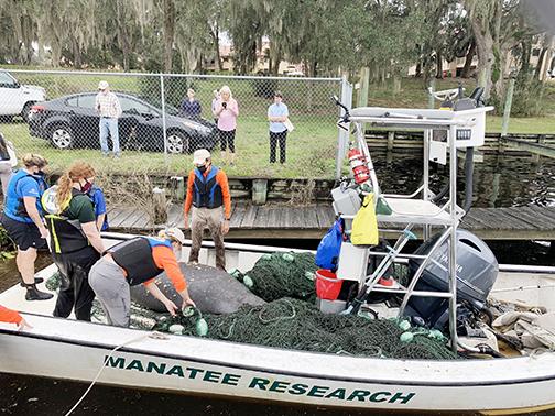 A crowd gathers to watch members of multiple agencies remove a manatee suffering from coldwater lesions from the St. Johns River on Tuesday. 