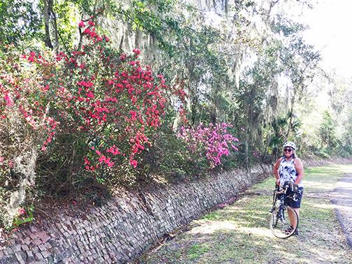A North Florida Bicycle Club rider stops Sunday in Ravine Gardens State Park to look at the blooming azaleas.