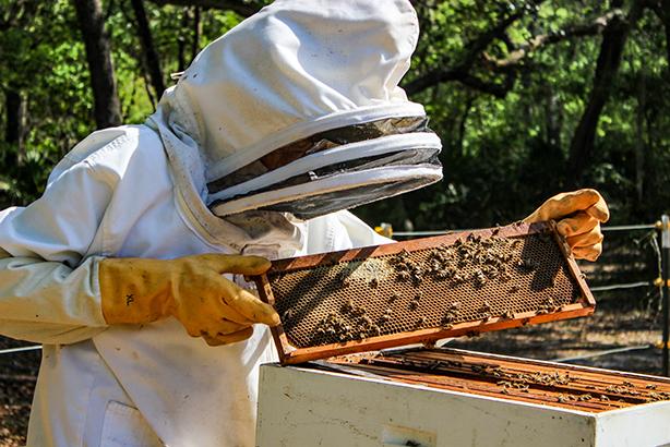 Florahome resident and bee enthusiast Ray Merrill returns a frame of his honeybees to their hive after showing how the bees work together.