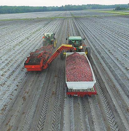 Red potatoes are one of crops harvested at East Palatka’s L&M Farms.