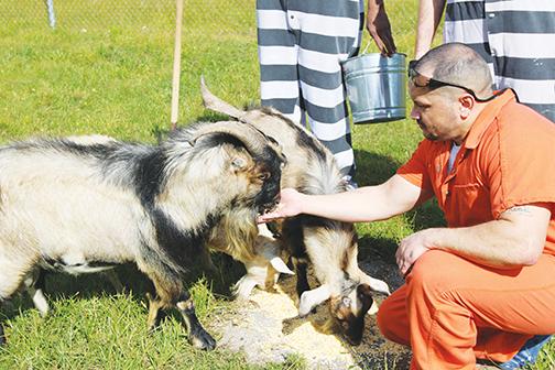 An inmate hand-feeds one of the goats at the jail in Palatka.