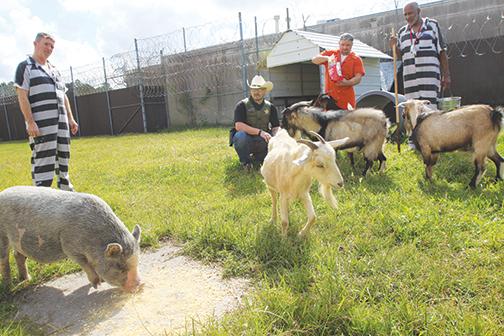 Putnam County Sheriff’s Office deputies and jail inmates feed and tend to the agency’s therapy goats and pigs.