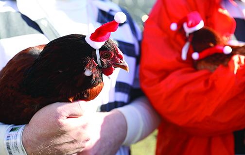 A Putnam County Sheriff’s Office chicken models its Santa hat Tuesday in time for the holiday season. 