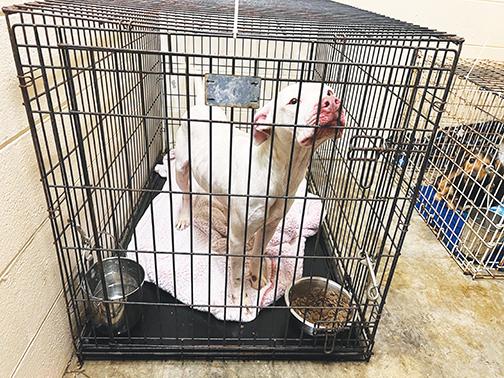 2 suspects charged in animal cruelty case; 1 dog put down | Palatka Daily  News, Palatka, Florida