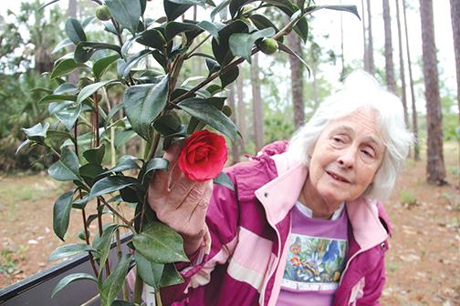 Jean Giesel – the treasurer of the Melrose Library Association, the group hosting the Camellia Plant Sale – holds one of the flowers as she prepares for the event, which takes place Saturday. 