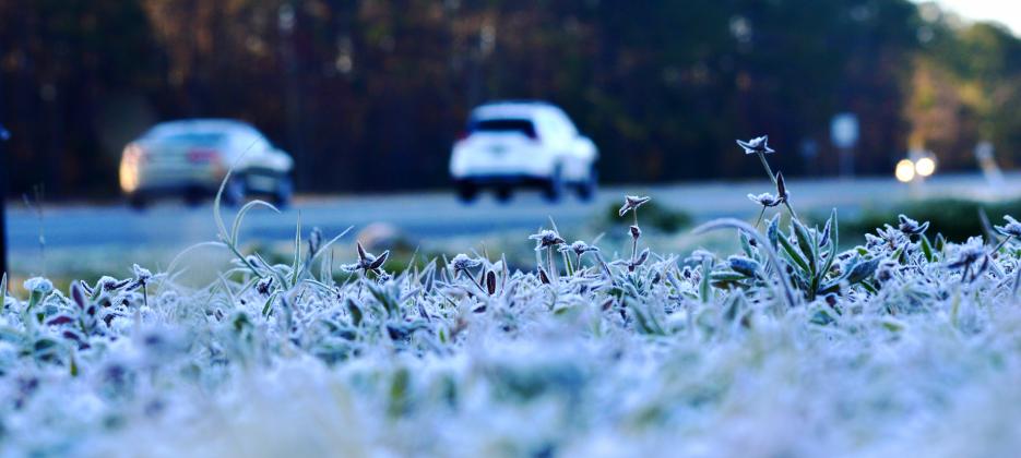 Frost glistens across grass alongside U.S. 17 early Monday morning in Palatka. Residents of Putnam County awoke to below freezing temperatures Monday morning. CASMIRA HARRISON/Palatka Daily News