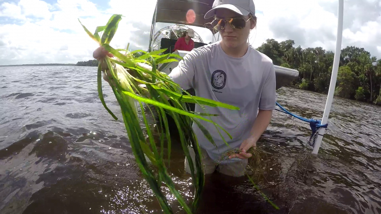 A researcher displays healthy eelgrass in Lake George. Credit: Florida Fish and Wildlife Conservation Commission.