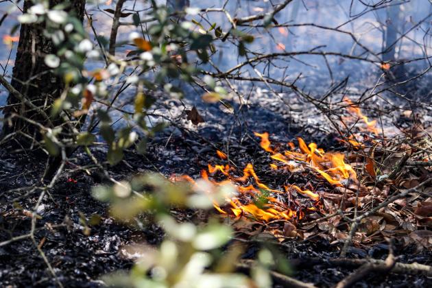 Photo by Sarah Cavacini/Palatka Daily News. Flames lick the ground of Putnam County's Wetland Preserve on Sunday afternoon in a prescribed burn. 
