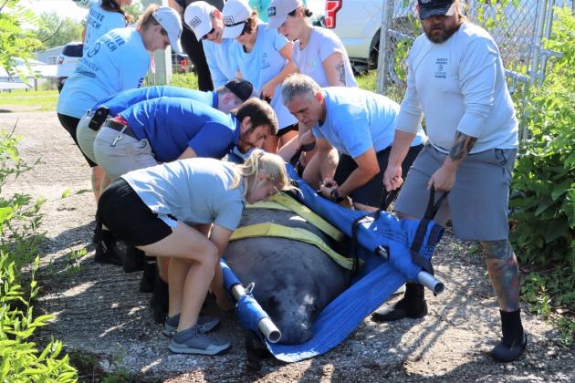 A team of Jacksonville Zoo employees lower Fezzik the manatee to the ground.