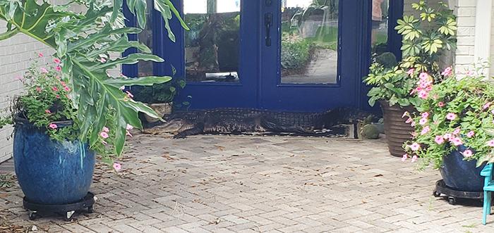 A Florida gator lounges at the front door to St. Johns River State College President Joe Pickens’ Satsuma home on Monday morning.