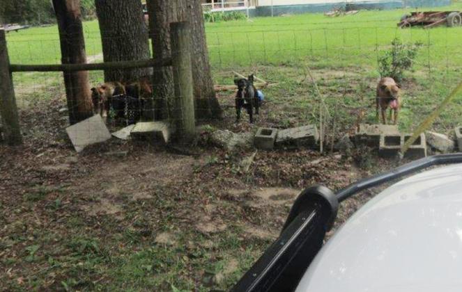 Courtesy of the Putnam County Sheriff's Office. The dogs on Walker Drive that reportedly caused the death of a Melrose woman earlier this week. 