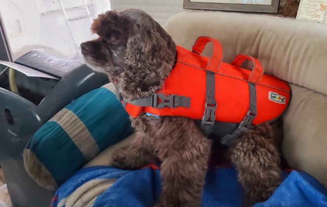 Photo courtesy of the Putnam County Sheriff's Office. A dog rides out the storm in a life jacket with its owner at Crystal Cove Marine. 