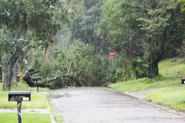A tree downed by the winds of Hurricane Ian lies on a road at the corner of Laurel and S. 19th streets in Palatka on Thursday morning.