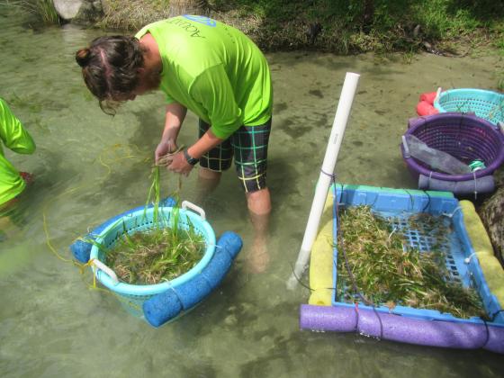 A man with the Fish and Wildlife Conservation Commission helps plant eelgrass in Silver Glen.